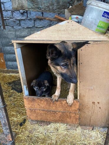 вошина для пчел: Овчарка, 2 месяца, Самка — 2