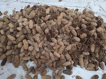 для украшений: Сосновые и еловые шишки для декора и рукоделия. - Натуральные — 6