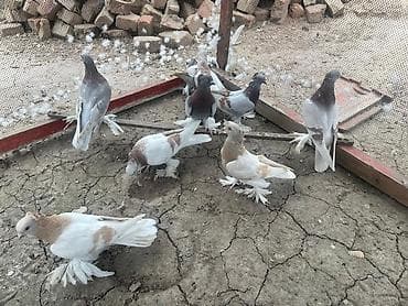 улар сатылат: Продаю голубей! Остались в основном самцы — 7