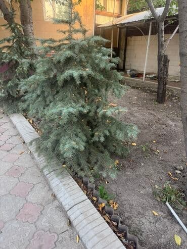 автоматический секатор для обрезки деревьев: Ель голубая (Picea pungens ‘Glauca’) - Породистая декоративная — 4