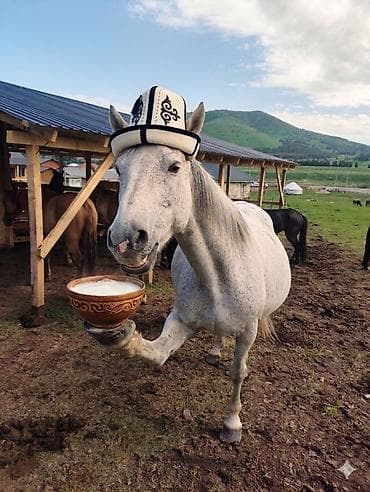 Подарите себе недели здоровья и тишины в «Салкын-Тор» 🌿🥛 Наше тело