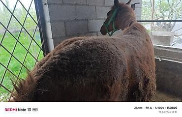 породистые собаки в бишкеке: Продаю | Жеребенок | Рабочий — 4