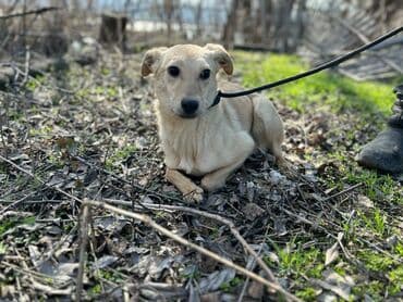 усыпление собак на дому: Ищем дом молодой девочке. Стерилизована,привита, привезём сами — 2