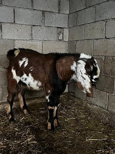 кой кемин: Сатам | Теке (эркек) | Битал | Көбөйтүү үчүн | Жасалма жол менен боозутуу — 2