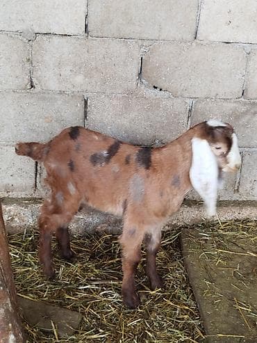 эчки сут багытындагы: Сатам | Улак | Нубий, Битал, Камори | Көбөйтүү үчүн | Асыл тукумдуу — 4