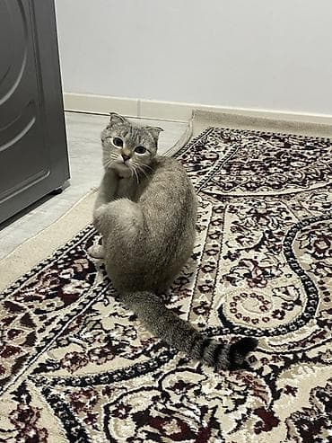 хаски и его учитель белый кот: Скотиш Фолд (Шотландская вислоухая), 2 года, Девочка, Приучена к лотку, С прививками — 4