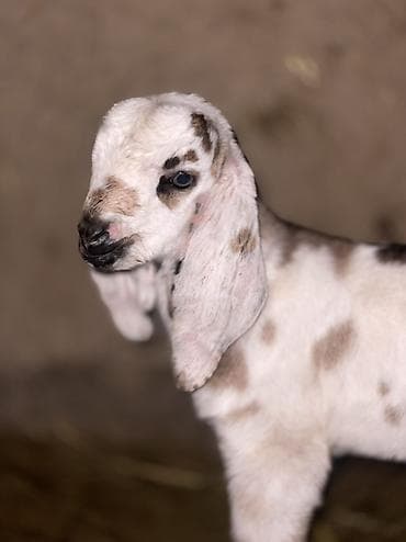 бее кобыла: Продаю | Козлёнок | Нубийская | Для разведения | Племенные — 4