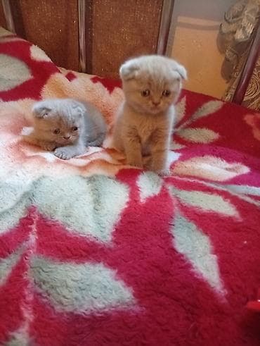 перья: Шотландские вислоухие котята (Scottish Fold), окрасы серо-голубой и — 1