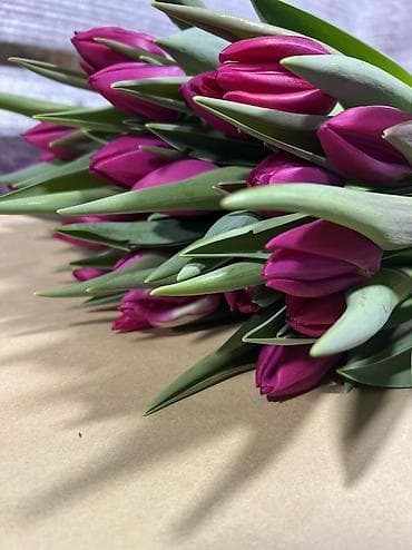 спал диван: 🌷 Тюльпаны на продажу! Свежие, качественные, выращиваем сами. С — 7