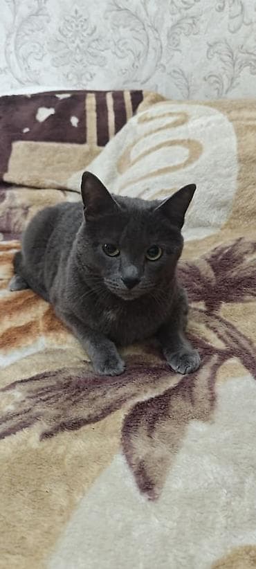 вислоухая кошка: Кошка даром: Русская голубая, более 5 лет, Мальчик, С прививками — 2
