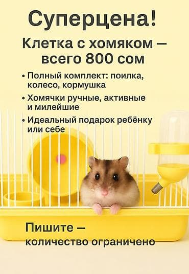 🐹 ХОМЯК + КЛЕТКА ВСЕГО ЗА 800 СОМ! 🔥 Нереально низкая цена — всё