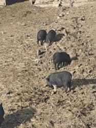 домик для кот: Продаю | Поросенок | Вьетнамская вислобрюхая | Для разведения | Племенные — 12