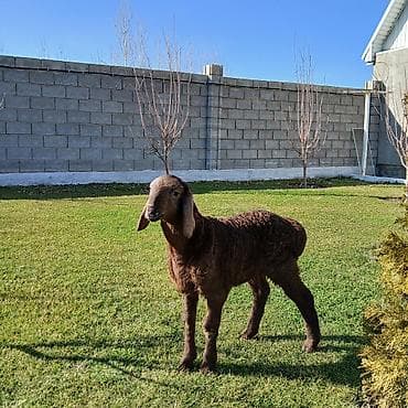 мини такса: Продаю | Баран (самец) | Для разведения | Племенные — 1