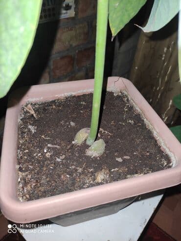 где можно купить саженцы яблони в бишкеке: Продаю дерево авокадо — 2