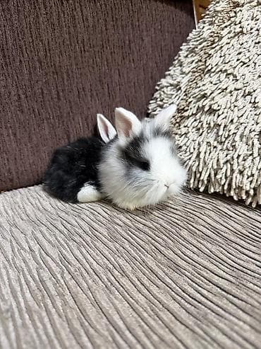 маркой свинка: Кролики декоративные, карликовая порода - вислоухие Отлично подойдут — 6