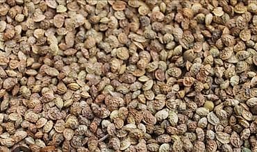 кукуруза месный: Эспарцет уроон!!!Семена эспарцет!!! Оптом! Оптом! Келпилдиги менен!! — 1