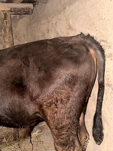 мышык алам: Сатам | Бука (эркек) | Бордоп семиртүү үчүн | Байланган — 3