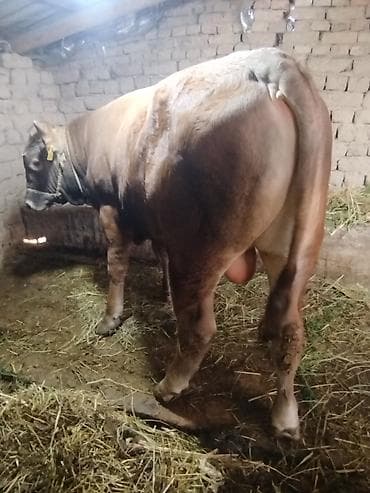 коровы швиц: Продаю | Бык (самец) | Швицкая | Для разведения | Племенные — 3