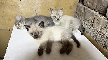 Беспородная, 1 месяц, Мальчик, Приучена к лотку