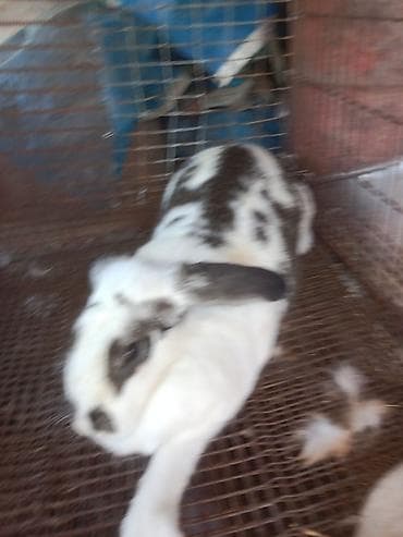 крематорий для животных бишкек: Продаётся кролик самка — 6