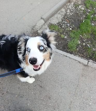 ищу няня: 🐾Лапки под присмотром — забота, как для своих!🐾 Я приходящая няня для — 3