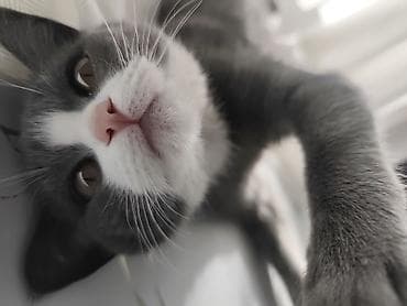 Вязка кошек: Британская короткошёрстная, 5 месяцев, Мальчик, Приучена к лотку — 2