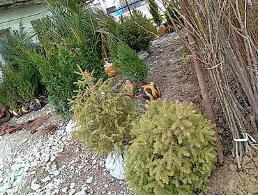 стелаж для магазин: Саженцы хвойных, декоративных и плодовых культур Ассортимент: - — 1