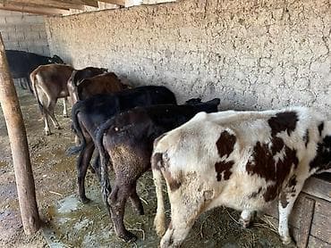 дойные корова: Продаю | Бык (самец) | На откорм | Привязанные — 5