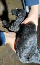 купить несушек курей: Продам дакан | бойцовский петухи| 5.5 Месяца. Срочно продам даканов — 4