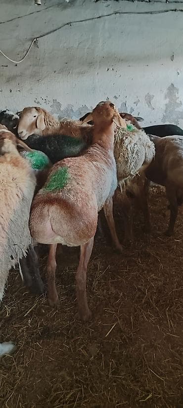 голубая рыбка: Продаю | Ягненок | На забой, Для разведения, Для шерсти | Племенные — 1