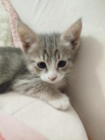 собака такса щенок: 3 месяца, Девочка — 2