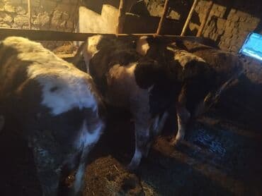 музо эркек: Сатам | Бука (эркек), Кунаажын — 7