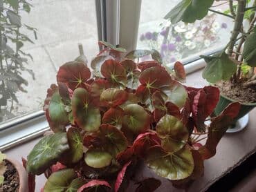 сколько стоят гипсофилы: Продаю комнатные цветы Сансевиерия-250сом (тещин язык ) Хлорофитум — 4