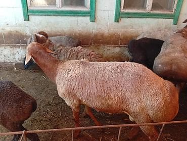собака акита ину купить: Продаю | Овца (самка), Ягненок, Баран (самец) | Меринос | На забой | Осеменитель, Матка — 2