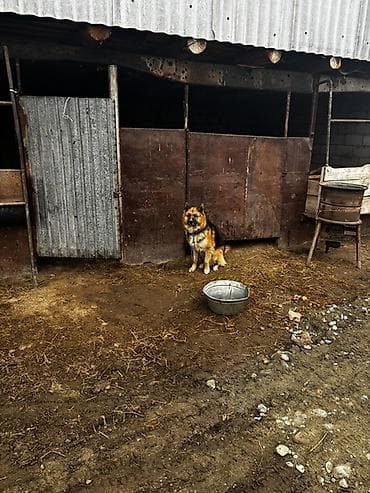 собака мальчик: Овчарка, 1 год, Самец — 3