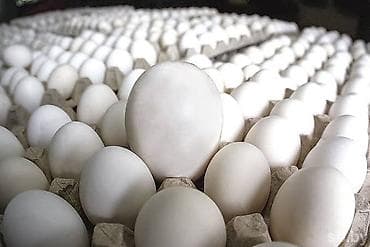 Другие животные: 🐣 Инкубационные яйца породы Леггорн (Лигорм) Продаются инкубационные — 2