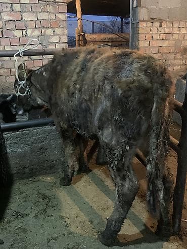 мясо быков: Продаю | Бык (самец) | На откорм | Привязанные — 4