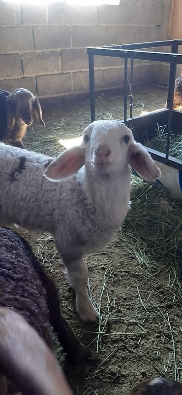 кой бишкек: Сатам | Ургаачы кой (ургаачы), Козу — 7