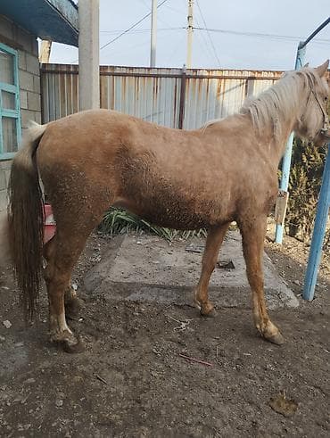 жылкы жаныбар: Сатам | Бээ (ургаачы) | Союуга | Асыл тукумдуу — 3