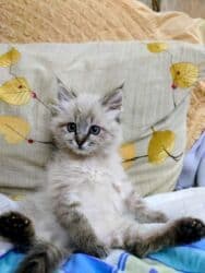 во сколько месяцев стерилизовать кошку: 2 месяца, Девочка, Приучена к лотку, Проглистована — 11