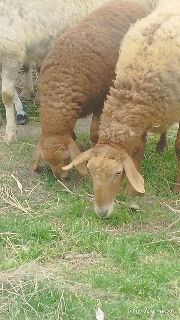 животные крс: Продаю | Овца (самка) | Для разведения — 6