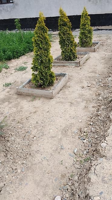 Үй жана бакча: Срочно срочно продаю. Туи и голубая ель для ландшафтного оформления - — 3