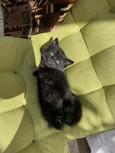 мышык фото: Отдам даром котеночка мальчик возраст 1 месяц очень ласковый игривый — 1