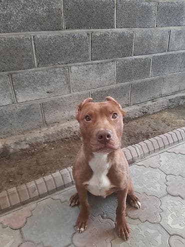 питбульи: Питбуль, 5 месяцев, Самец, С прививкой — 1