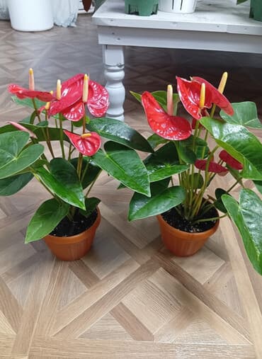 леген: Комнатные растения в горшках. - Антуриум с красными соцветиями — 1