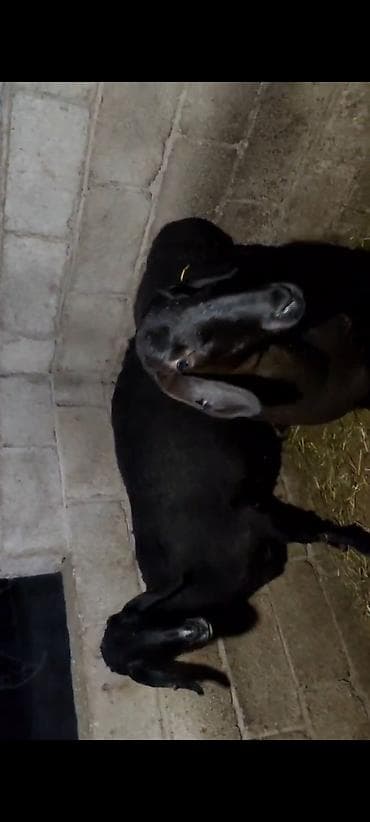 Продаю | Коза (самка) | Нубийская | Для разведения | Племенные