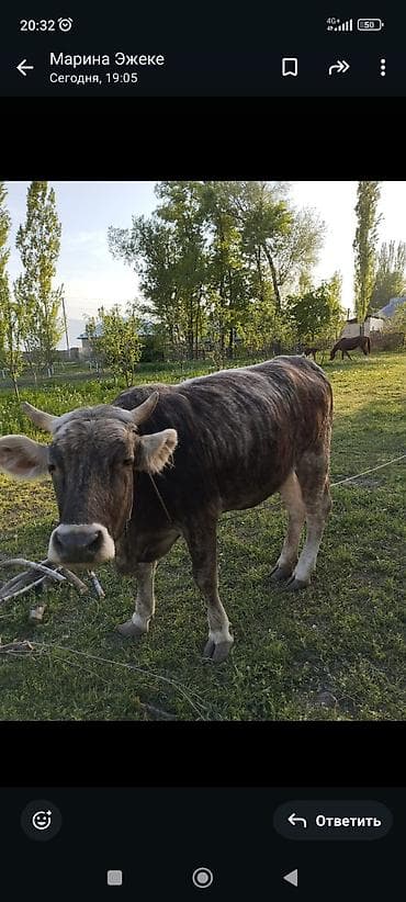 продажа орловских жеребят: Продаю | Корова (самка) | Привязанные — 2