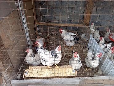 цыплята в сокулуке: Продаю | Куры | Суссекс | Для разведения — 3