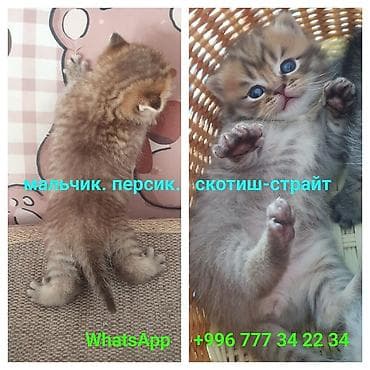 скоттиш страйт котята: Скотиш Страйт (Шотландская прямоухая), 1 месяц, Девочка, Приучена к лотку, Проглистована — 6