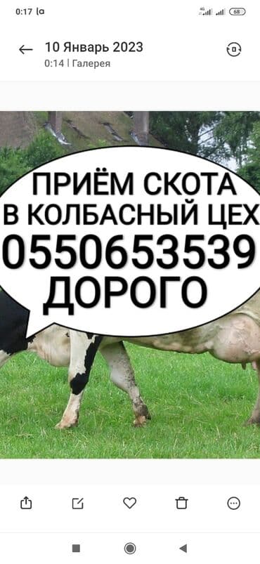 продажа домашних животных: Куплю | Коровы, быки, Лошади, кони | Круглосуточно, Любое состояние, Забитый — 1